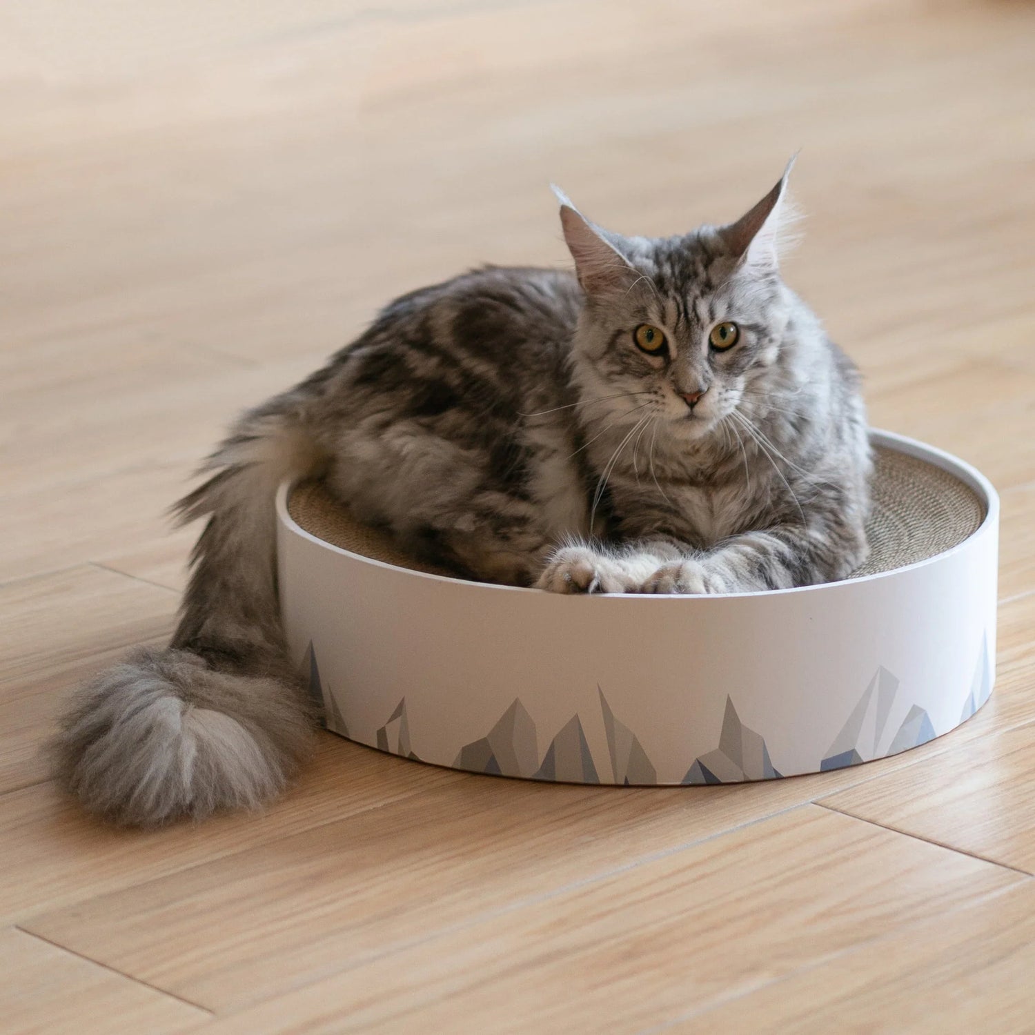 premium pet supplies: a fluffy cat lounging on a stylish scratching pad.